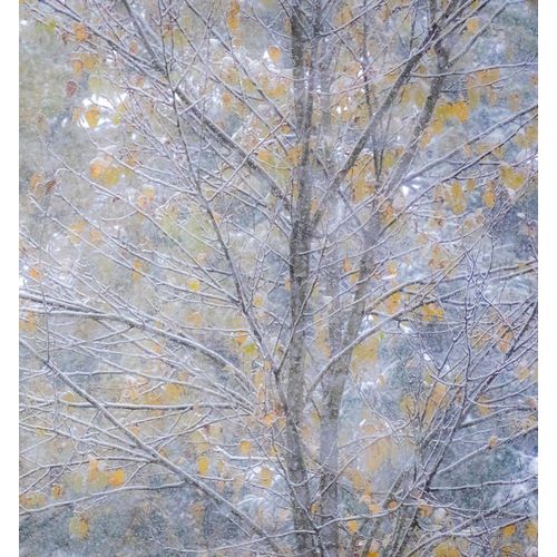 Gulin, Sylvia 아티스트의 Washington State-Sammamish fresh Autumn snowfall on Fall Colored Japanese Cherry trees작품입니다.